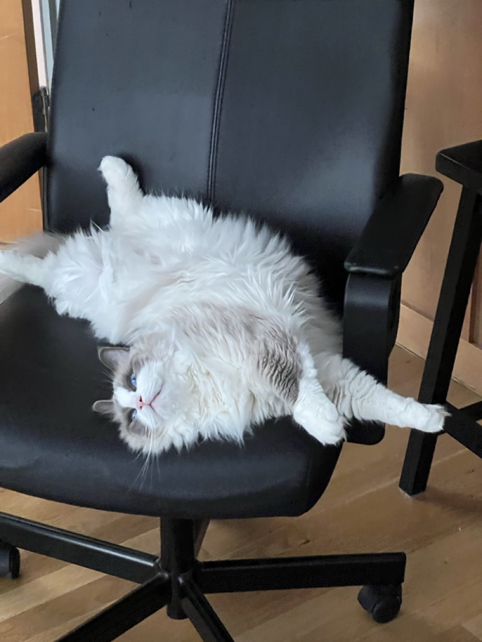Ruby the cat